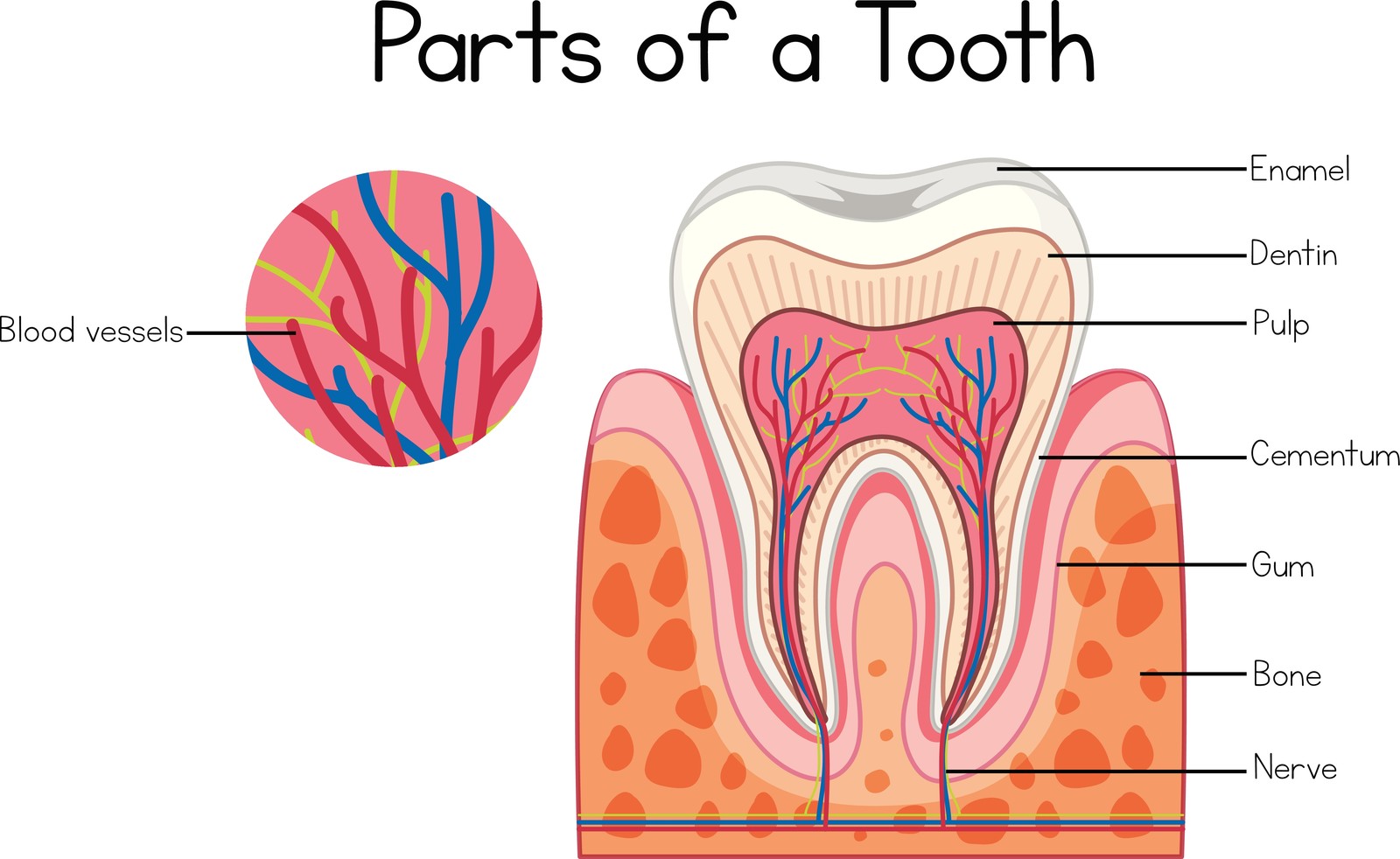 Root Canal Treatment in LaSalle